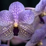 Vanda rothschildiana