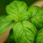 Albahaca en maceta