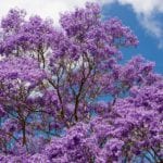 Árbol de jacarandá