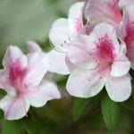 Azalea en flor, un hermoso arbusto