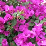 Buganvilla de flores lilas