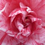Camelia
