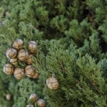 Cupressus sempervirens, detalle de las hojas