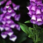 Digitalis purpurea