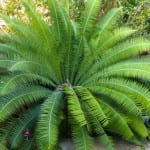 Ejemplar adulto de Dioon spinulosum