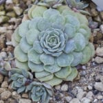 Echeveria elegans