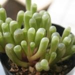 Fenestraria aurantiaca