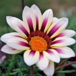 Flor blanco de la planta Gazania