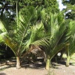 Palmera de Nikau