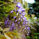 Wisteria