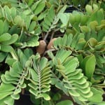 Zamia furfuracea