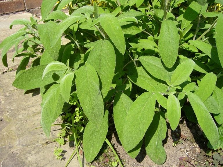 Distintos tipos de salvia en flor