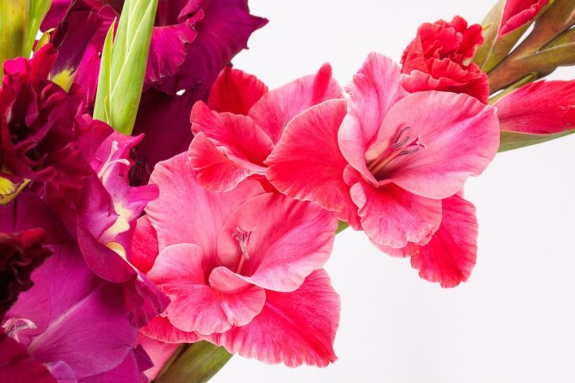Tipos de plantas de maceta según su raíz