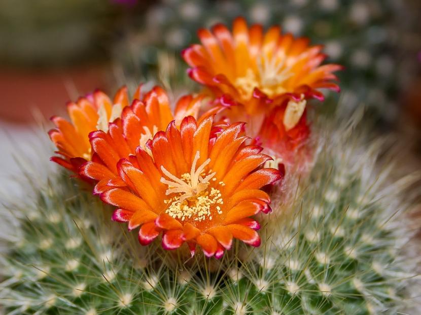 Mammillaria