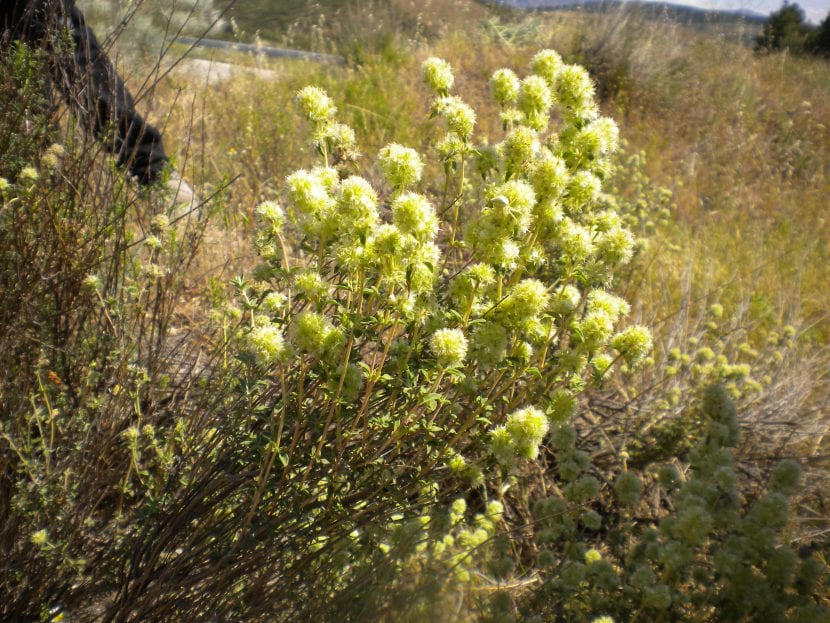 Thymus mastichina o tomillo blanco en flor