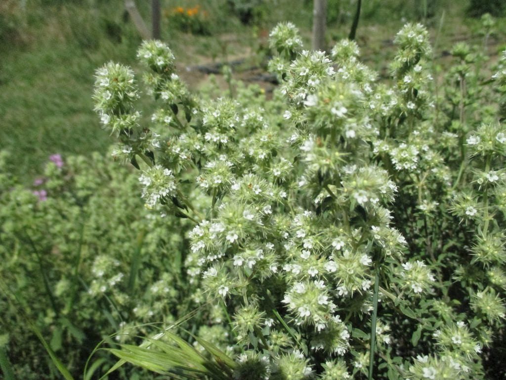 Thymus mastichina