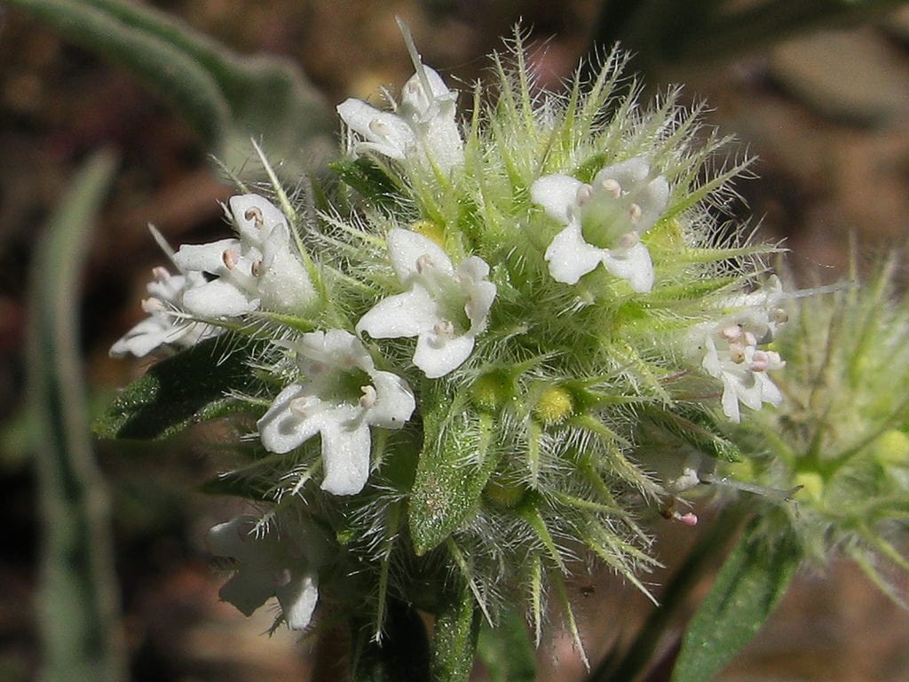 Flor de Thymus mastichina
