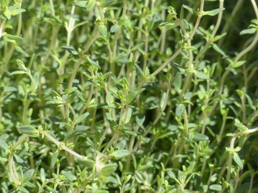 Las partes del tomillo de limón recolectadas son las hojas durante el período vegetativo y las flores al comienzo de la floración