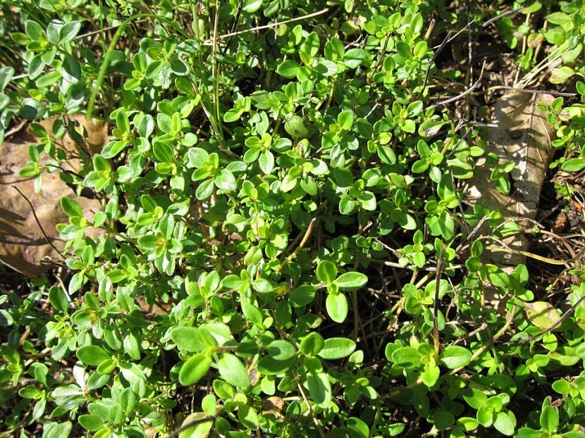 El tomillo limonero se caracteriza por ser una planta cuya altura máxima no sobrepasa los 30 cm