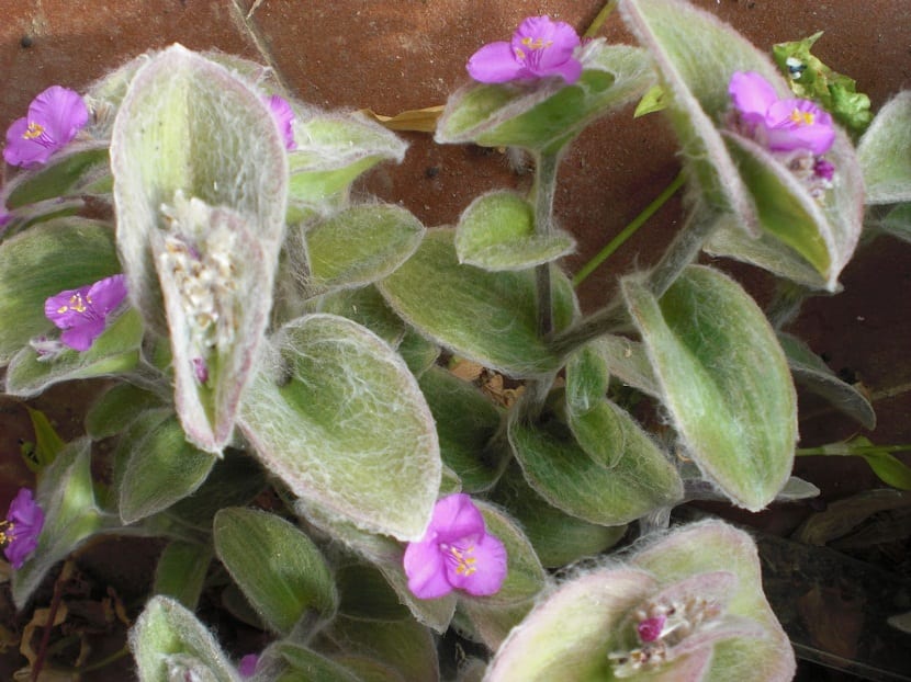 planta con flores rosas en maceta