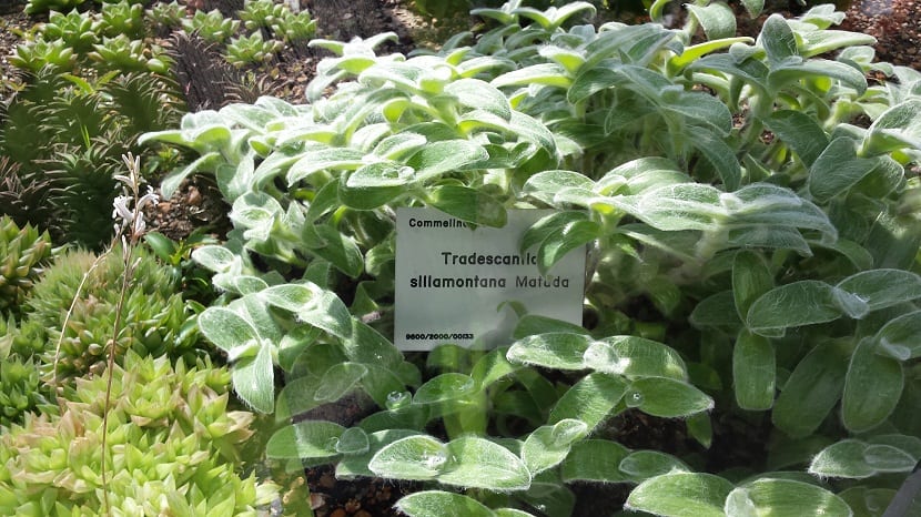 Tradescantia sillamontana plantada en un jardin