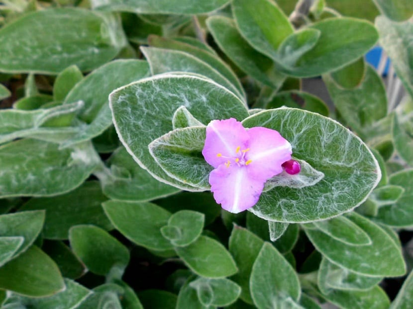 imagen ampliada de hojas y flor de la planta Tradescantia sillamontana