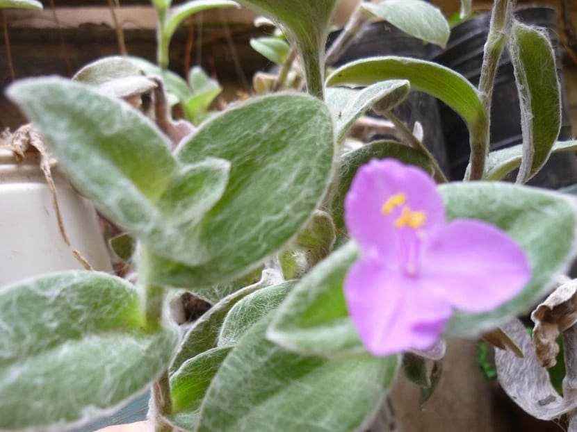 planta con hojas con un tipo de hilo blanco