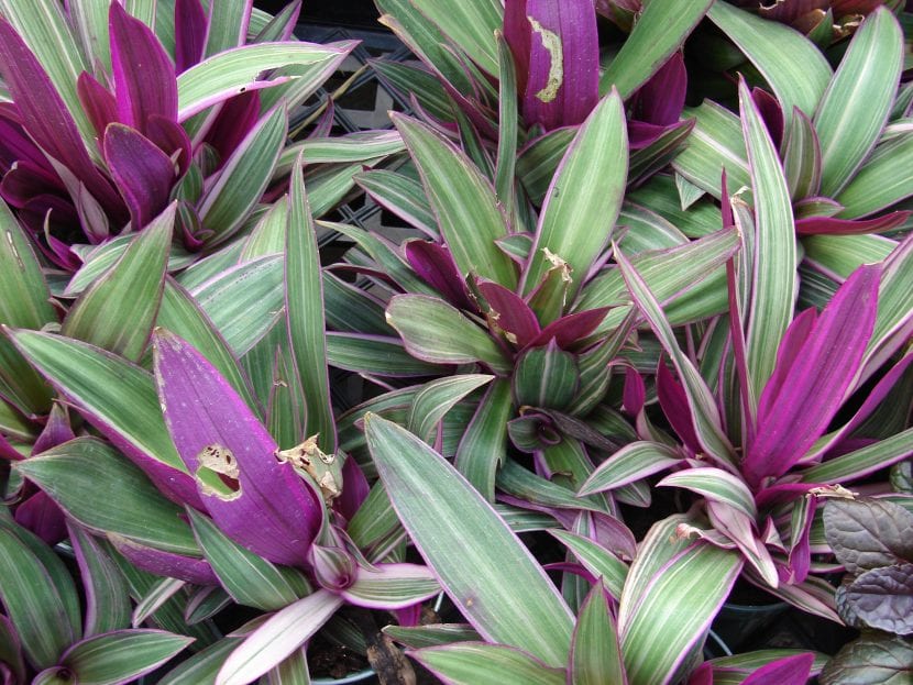 Vista de la Tradescantia spathacea