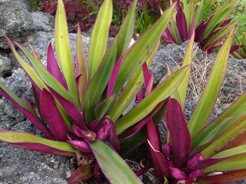 Las hojas de la Tradescantia spathacea son verdes y púrpuras