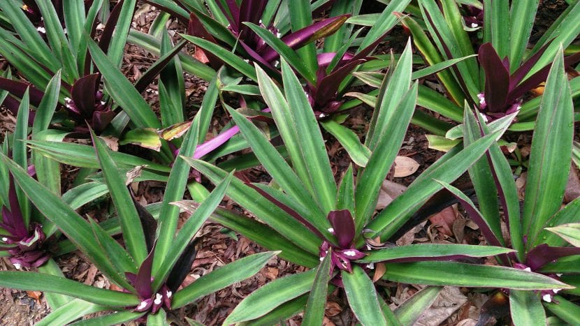 Vista de la Tradescantia spathacea