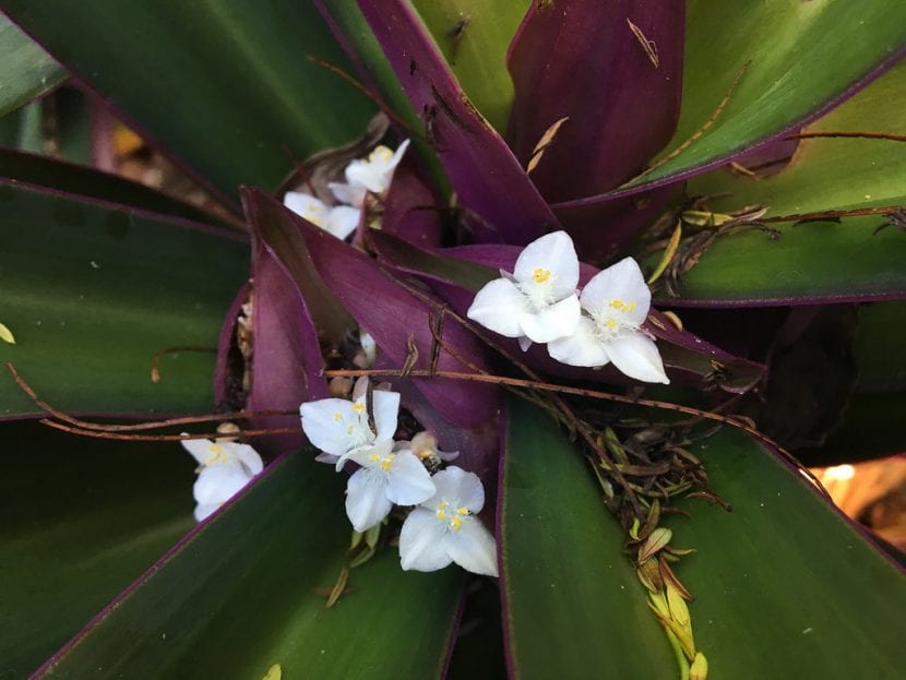 Vista de la Tradescantia spathacea en flor