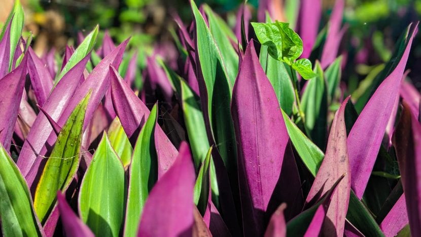 La Tradescantia spathacea es una planta decorativa