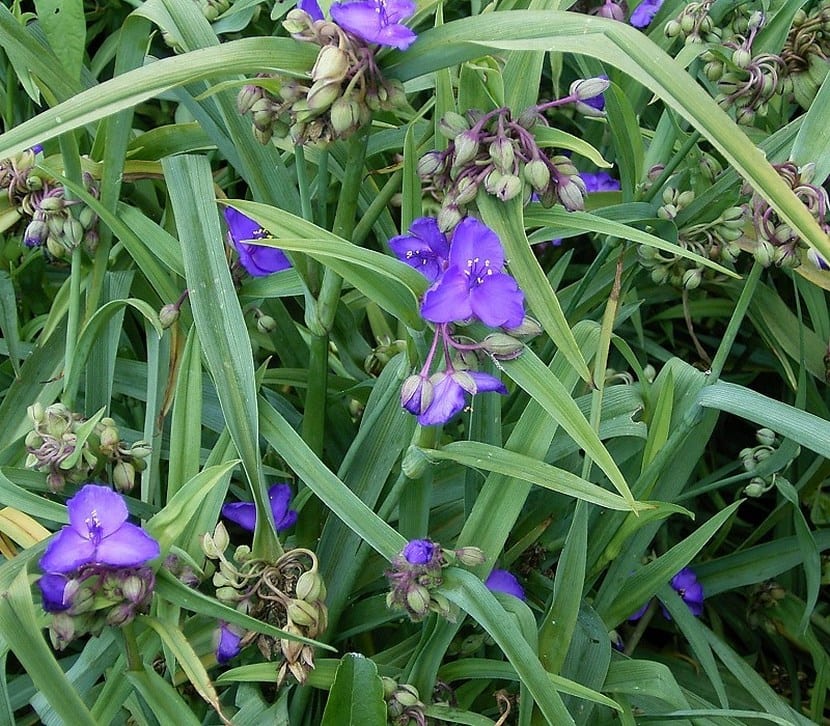 Tradescantia