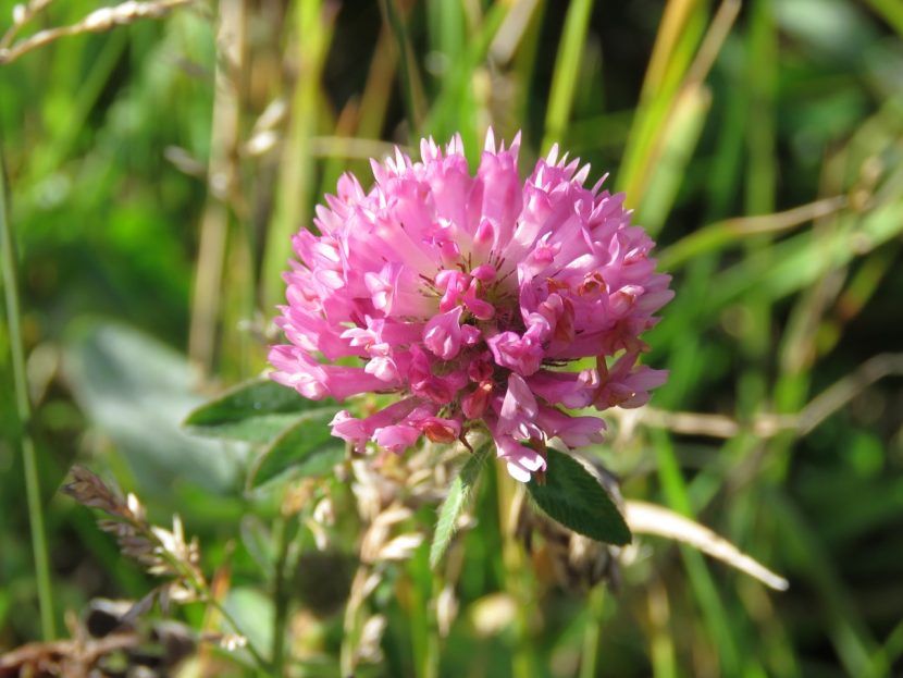 Cabezuela en flor de trébol rojo