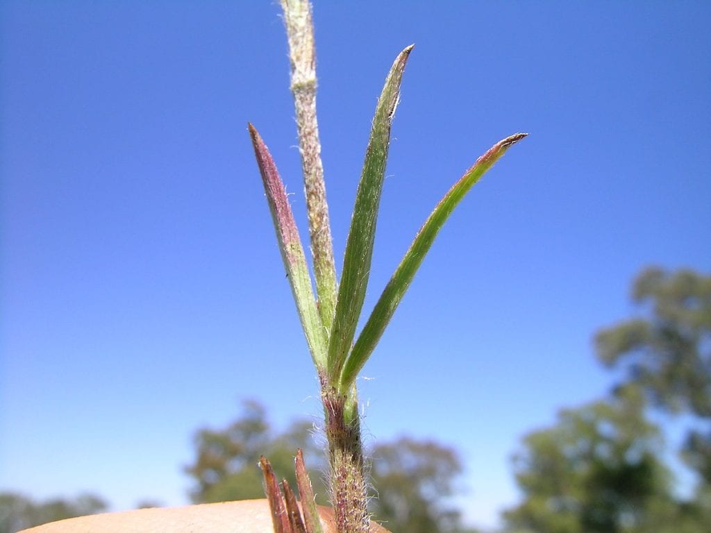 Hoja de Trifolium angustifolium