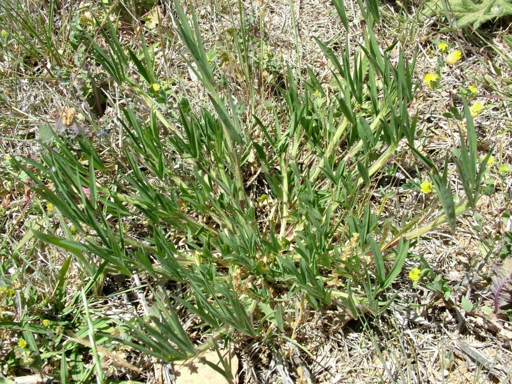 Trifolium angustifolium: el trébol de hoja estrecha
