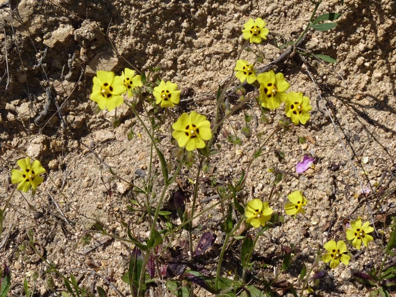 Vista de la Tuberaria guttata