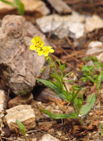 Tuberaria guttata