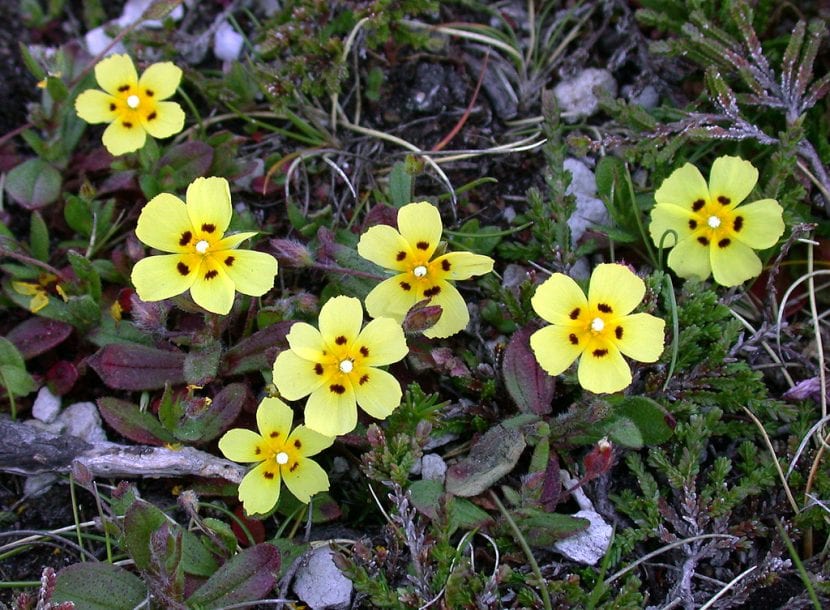 Flores de Tuberaria guttata