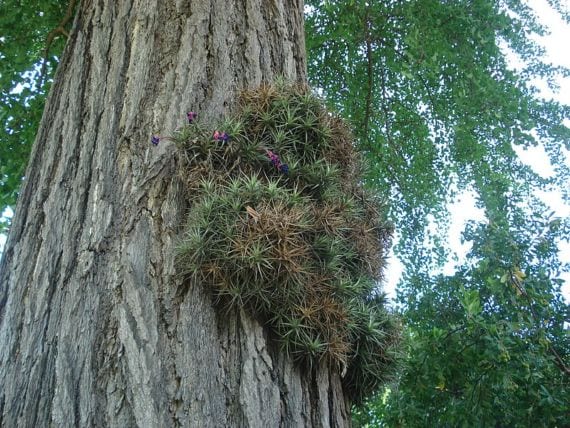 En árbol