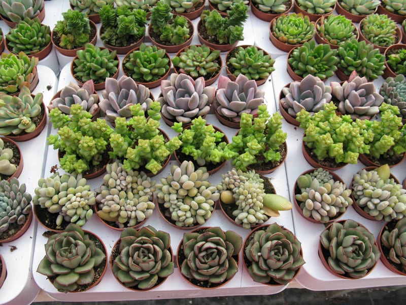 Cactus y suculentas