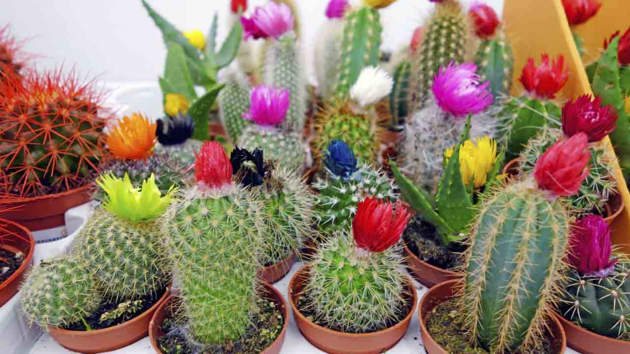 Cactus