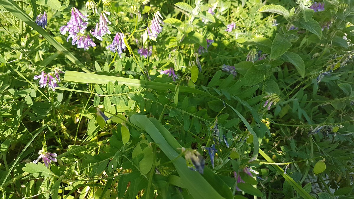 arbusto silvestre cuyas flores son moradas