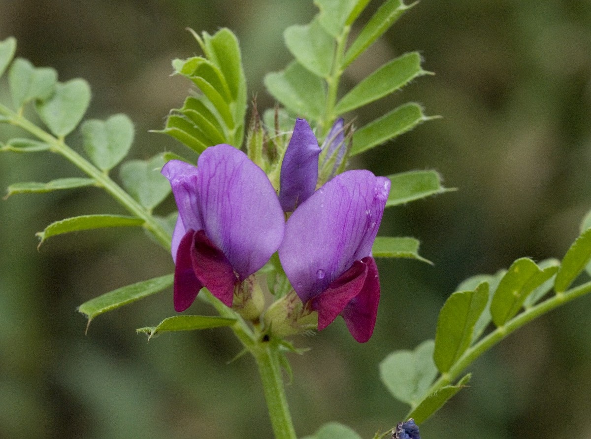 fotografia de cerca de una flor cuyos petalos son morados