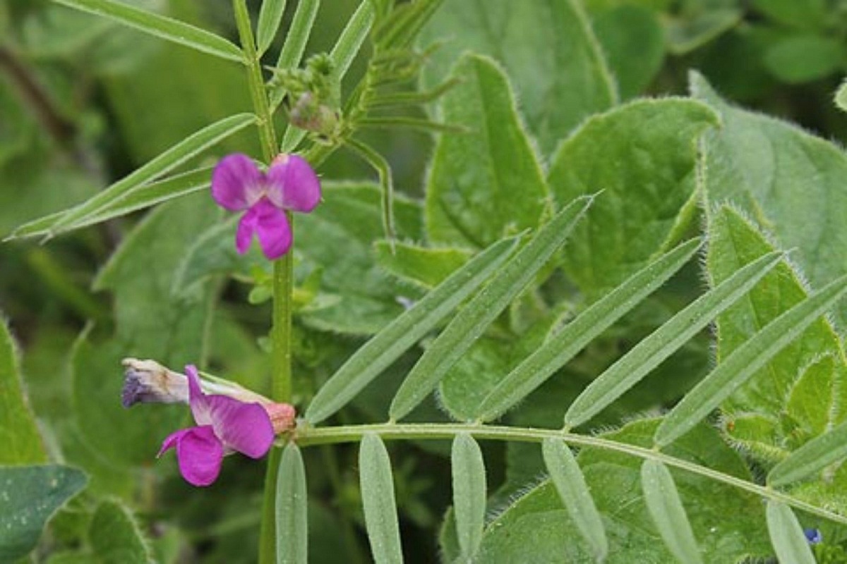 planta con tan solo dos flores de color lila o morado