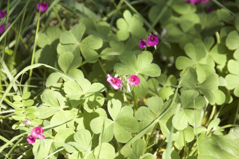 Mata de Oxalis articulata naturalizada cubriendo el suelo