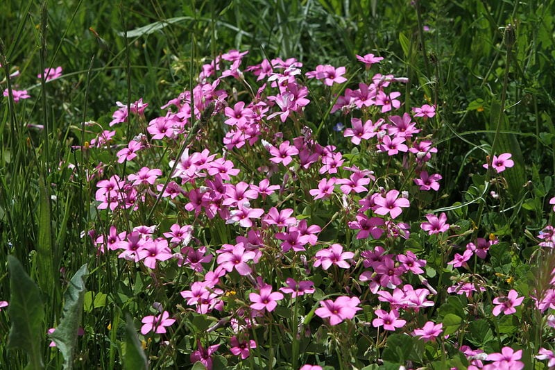 Vista de la planta Oxalis articulata