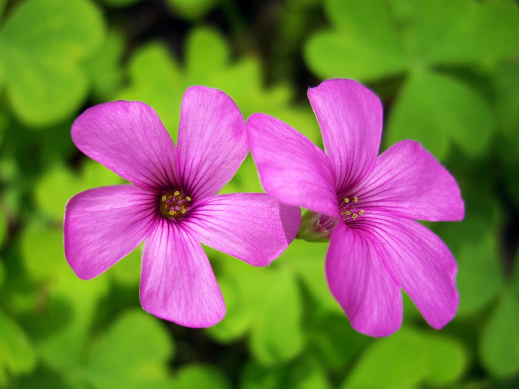 Oxalis articulata con sus flores rosadas agrupadas en umbela
