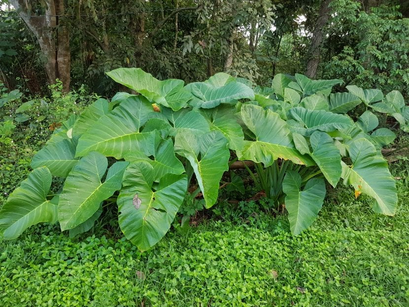 Xanthosoma sagittifolium