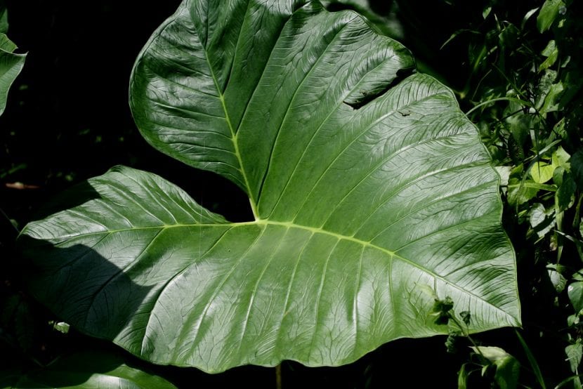 Hoja de Xantosoma